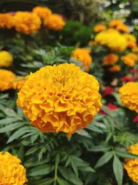 Close-up of yellow marigold flower