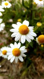 Close-up of white flowers blooming outdoors