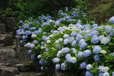 Close-up of purple hydrangea flowers in park