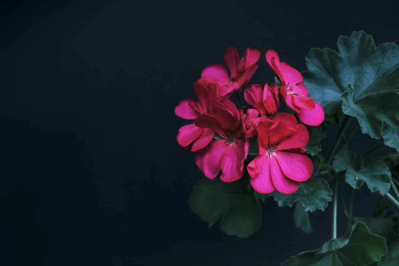 flower, flowering plant, plant, freshness, beauty in nature, petal, pink, flower head, nature, inflorescence, leaf, plant part, macro photography, close-up, red, green, fragility, black background, studio shot, purple, no people, rose, copy space, growth, indoors, blossom