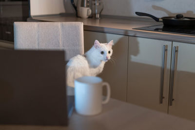 Cat sitting on table