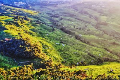 Scenic view of agricultural field