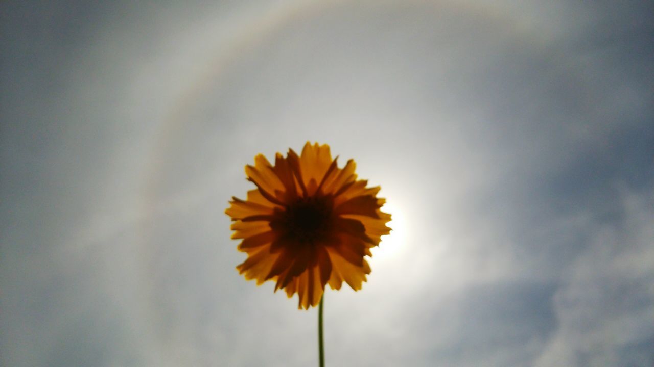 flower, freshness, petal, flower head, fragility, yellow, single flower, growth, beauty in nature, blooming, pollen, sky, nature, sunflower, plant, stem, close-up, in bloom, focus on foreground, blossom