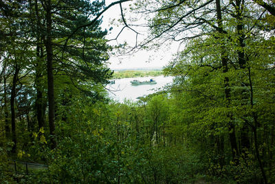 Trees by lake in forest