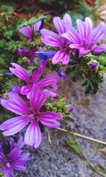 Close-up of pink flowers