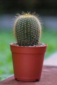 Close-up of succulent plant in pot