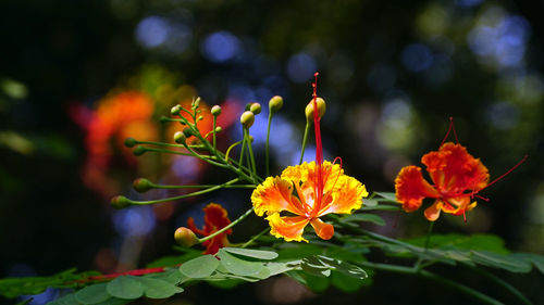 Close-up of orange flowering plant