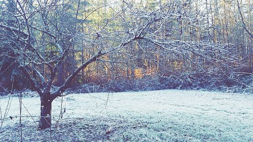 Bare tree on snow covered landscape