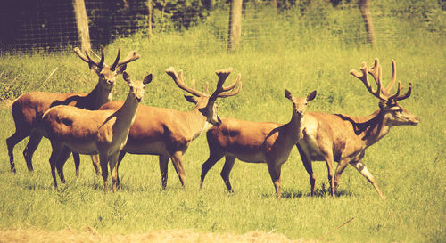 Side view of horned animals on landscape