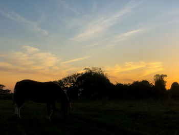 Horses in a field