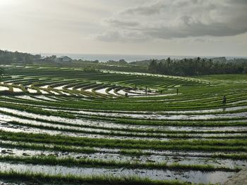 Terraced rice fields