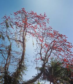 Low angle view of flowering plant against clear blue sky