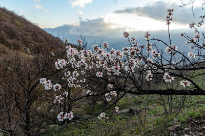 Cherry blossom tree against sky