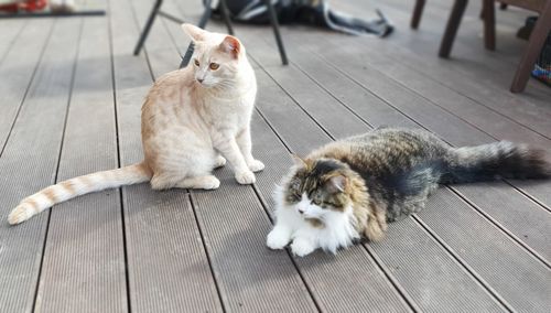 High angle view of a cats