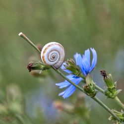 Close-up of snail on purple flower