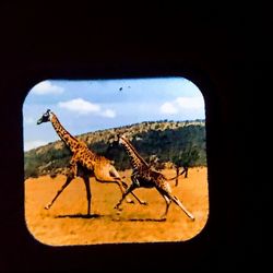 Close-up of insect on window