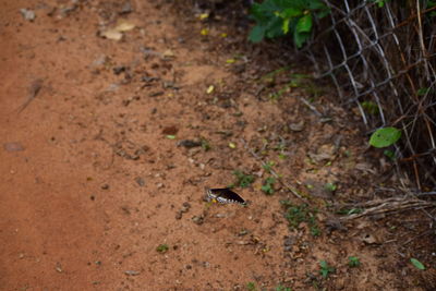 High angle view of bird on land