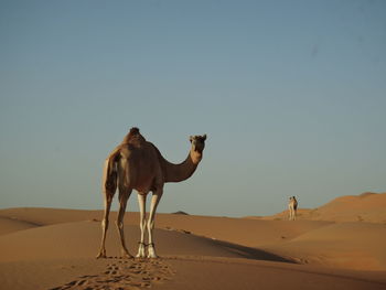 Camels standing at desert against clear sky during sunset