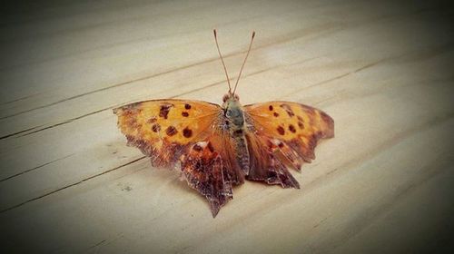 Close-up of butterfly on leaf