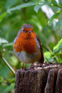 Close-up of bird perching on wood