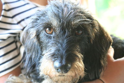 Close-up portrait of dog