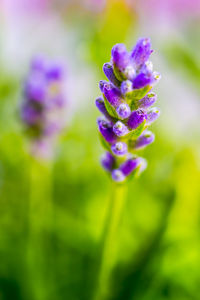 Close-up of purple flowers blooming