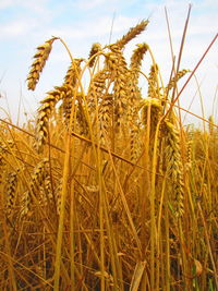 Close-up of stalks in field against sky