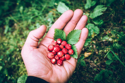 Cropped image of hand holding strawberry