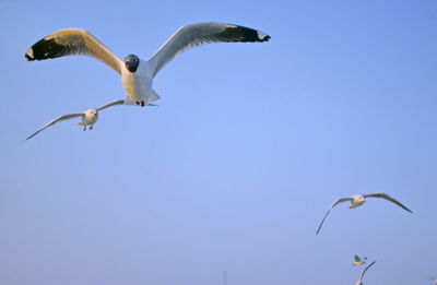 Low angle view of seagulls flying in sky