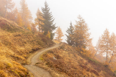 Trees on landscape against sky