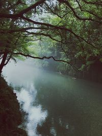 Scenic view of lake in forest against sky