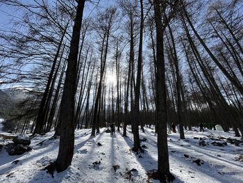 Trees on snow covered landscape