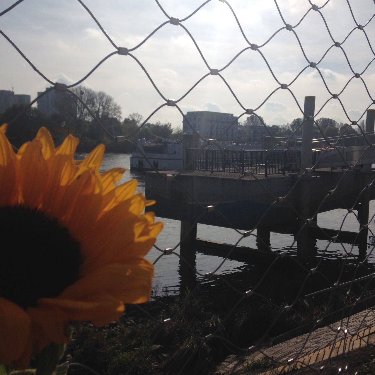 water, flower, sky, fragility, close-up, beauty in nature, nature, focus on foreground, architecture, river, freshness, built structure, flower head, railing, fence, sunset, metal, outdoors, plant, no people