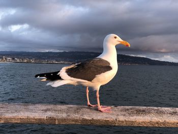 Seagull perching on a beach