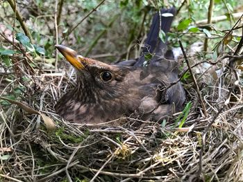 Close-up of bird on grass