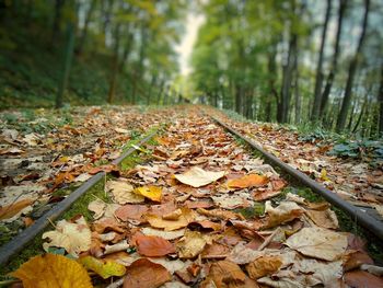 Autumn leaves on tree in forest