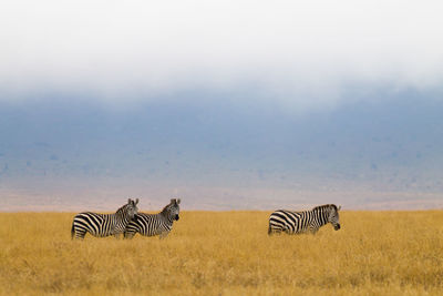 Zebra crossing on field against sky