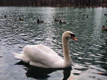 Swan swimming in lake