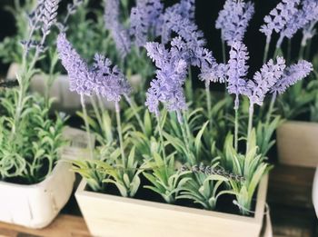 Close-up of purple flowering plant