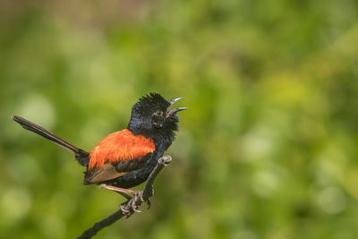 Close-up of bird perching on plant