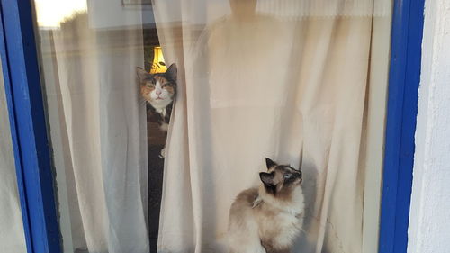 Portrait of cat on window