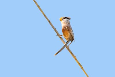 Low angle view of bird perching on plant against clear sky