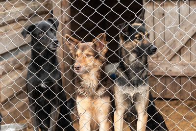 Portrait of dog in zoo