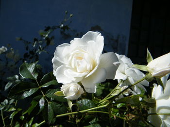 Close-up of white roses