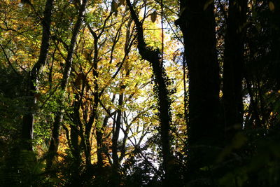 View of trees in the forest