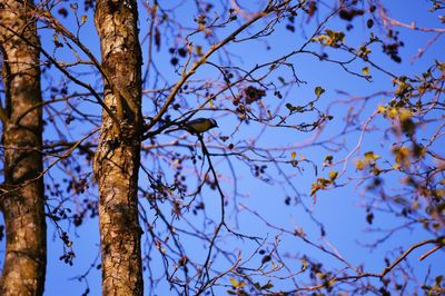 Low angle view of bare trees against blue sky