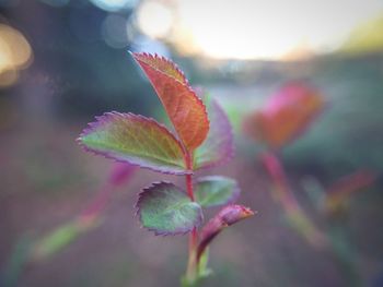 Close-up of water drops on plant during autumn