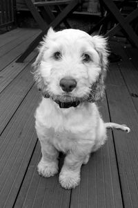 Portrait of a dog