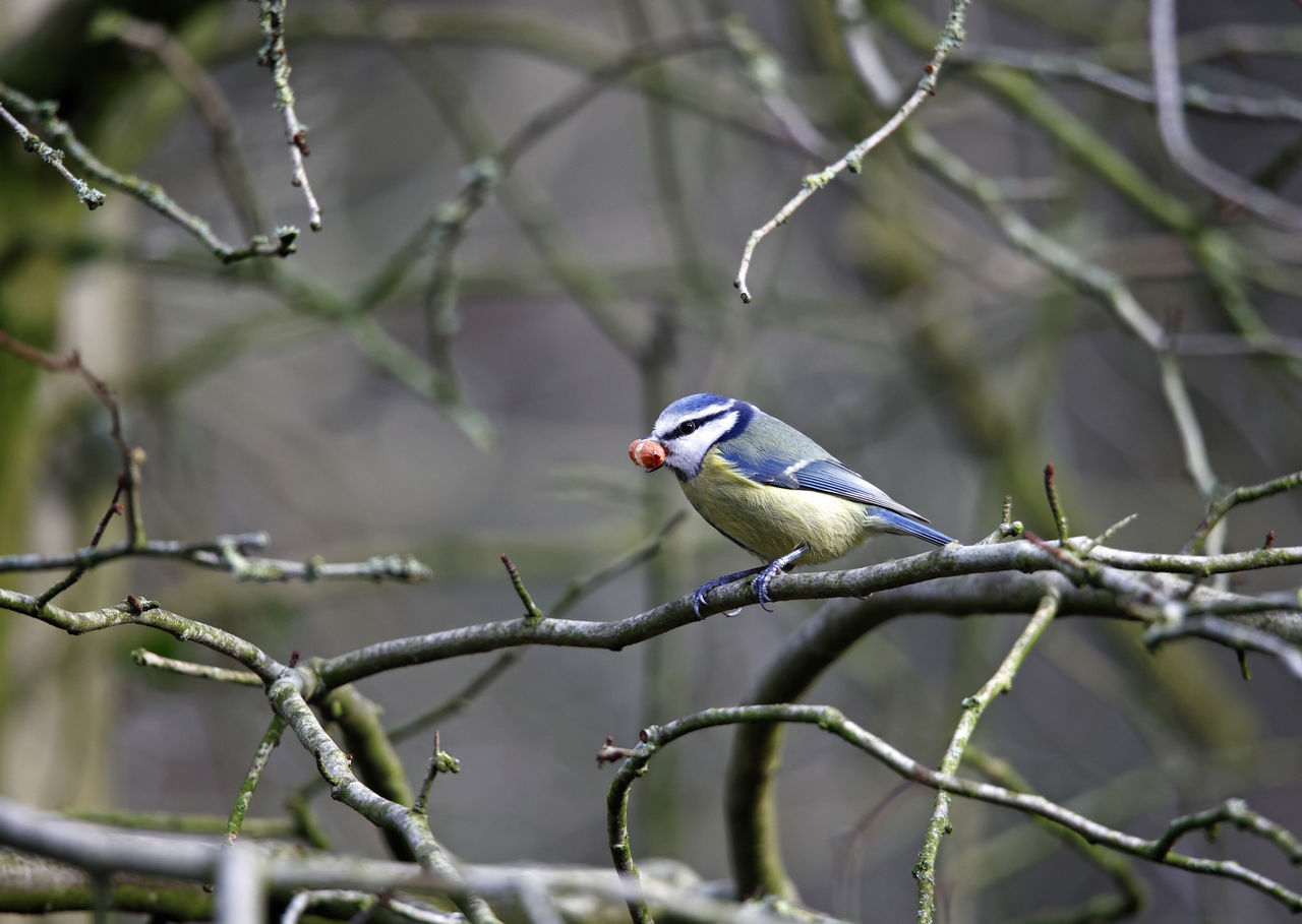 bird, animal wildlife, animal, animal themes, wildlife, tree, branch, perching, plant, nature, one animal, beauty in nature, wilderness, beak, no people, tourism, outdoors, wilderness area, twig, environment, nature reserve, safari, parakeet, forest, social issues, wildlife reserve, tropical bird, focus on foreground