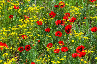 Close-up of red poppy flowers in field